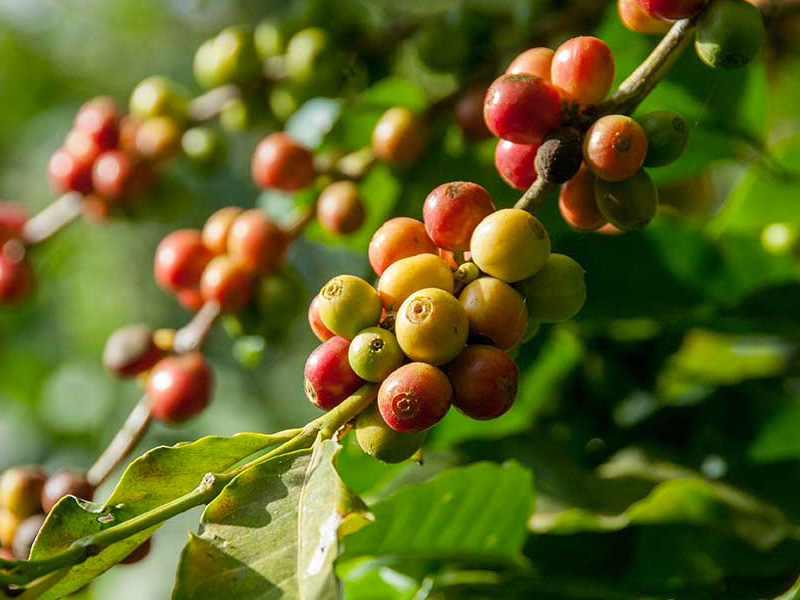 coffee_export3_TDBG
